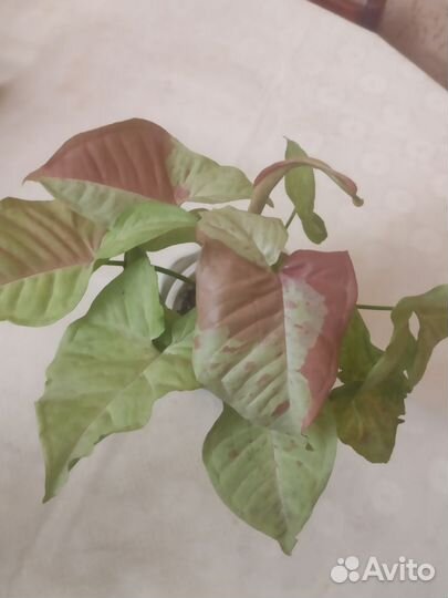 Сингониум Милк Конфети