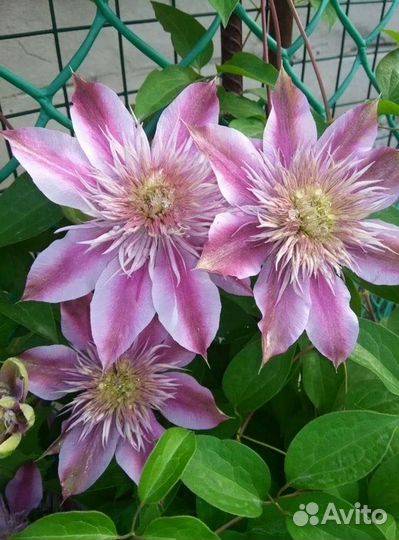 Растения для сада