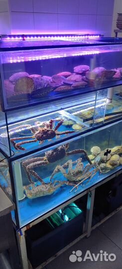 Аквариум для живых морепродуктов