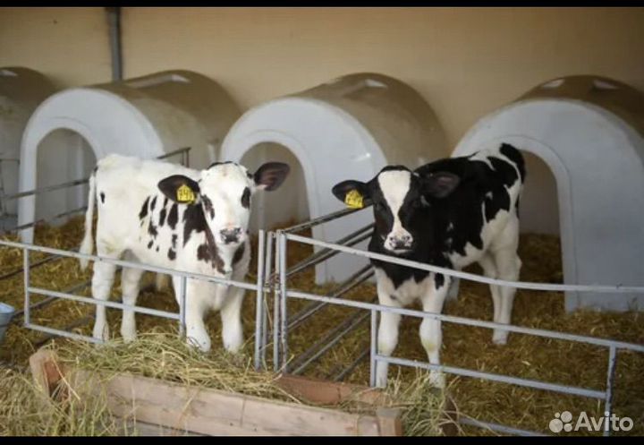 Продаю бычков