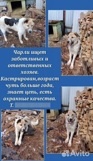 Собака в добрые руки