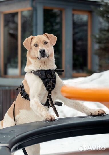 Собака из приюта ищет дом