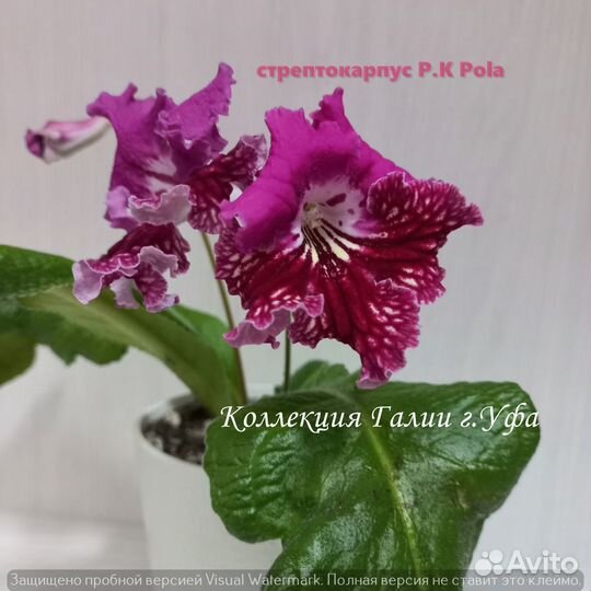 Стрептокарпусы, фиалки