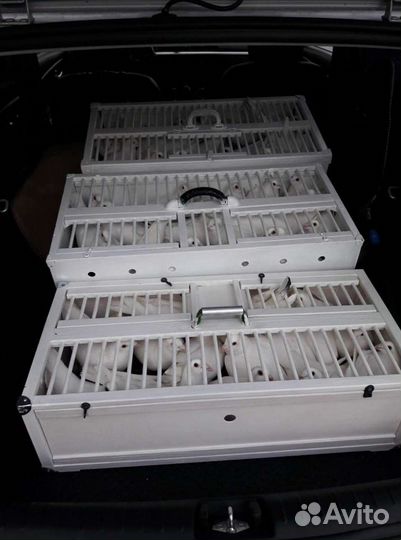 Голуби на свадьбу, юбилей, выпускной