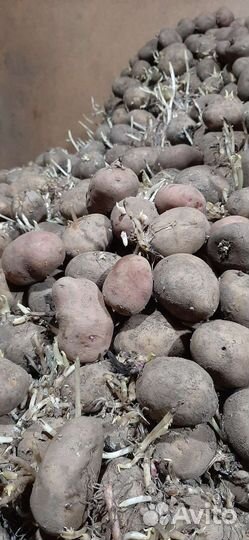 Картофель семенной на посадку