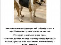 Найдена собака (эстонская гончая) Девочка