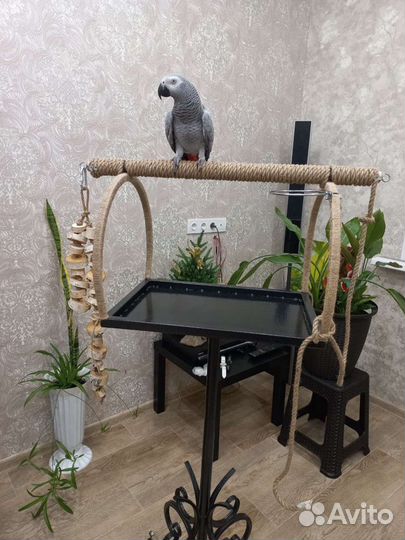 Присада для попугая