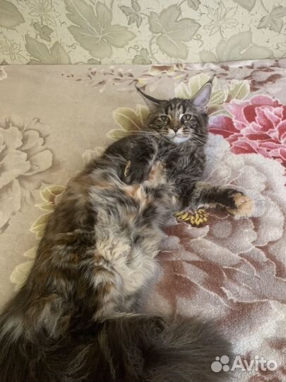 Котята мейн-кун