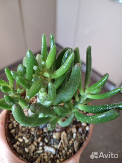 Крассула толстянка