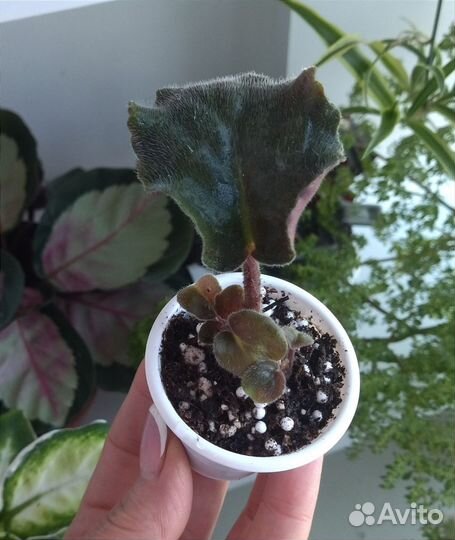 Фиалка ко-Гранатовое Вино