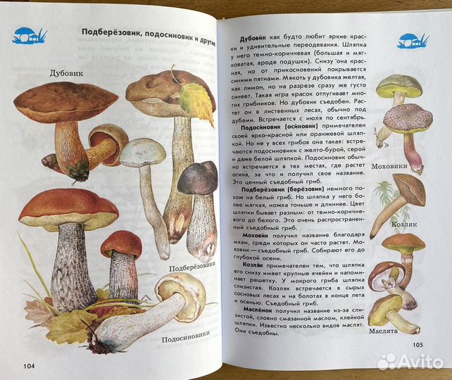 Ботанические рисунки в атласе-определителе