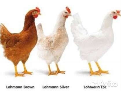 Куры молодки