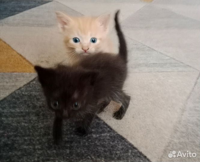 Отдам в добрые руки котят.Мальчики. К еде и туалет