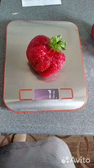 Рассада клубники