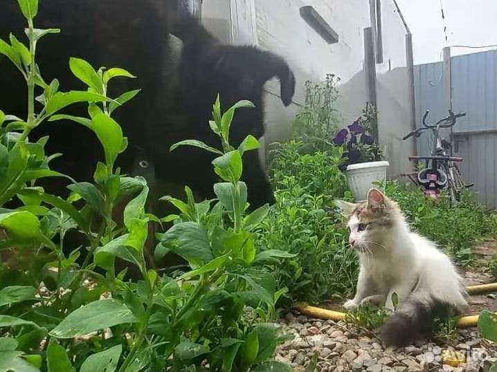 Кошка в дар