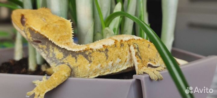 Реснитчатый бананоед