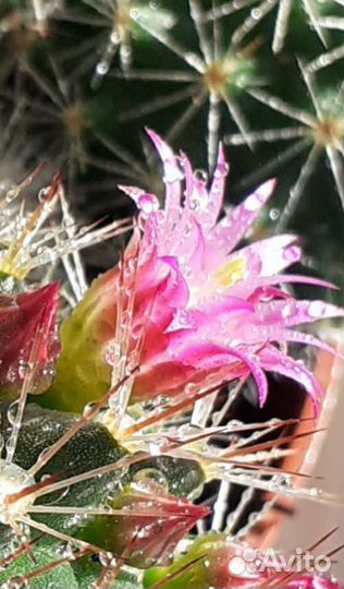 Кактус Мамилярия 2 вида. Цветёт