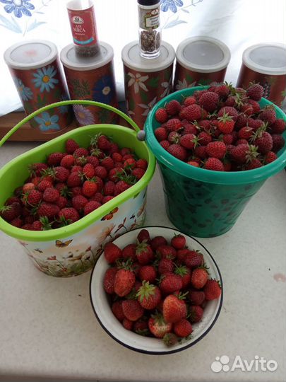 Клубника рассада