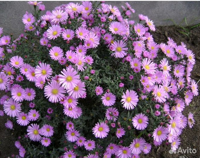 Хоста, Октябрина, Пеларгония