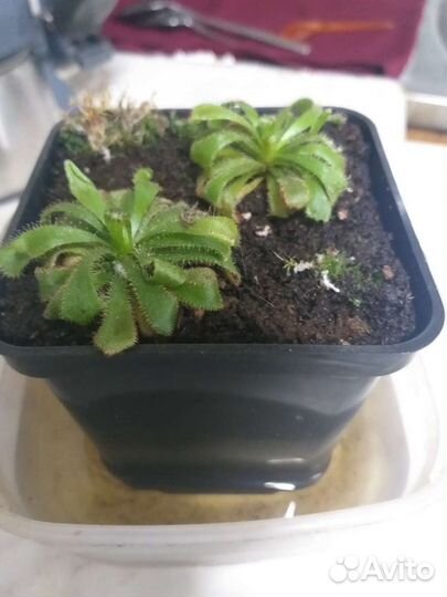 Росянка Хищное растение