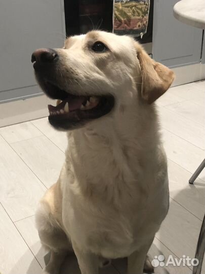 Кобель лабрадора вязка