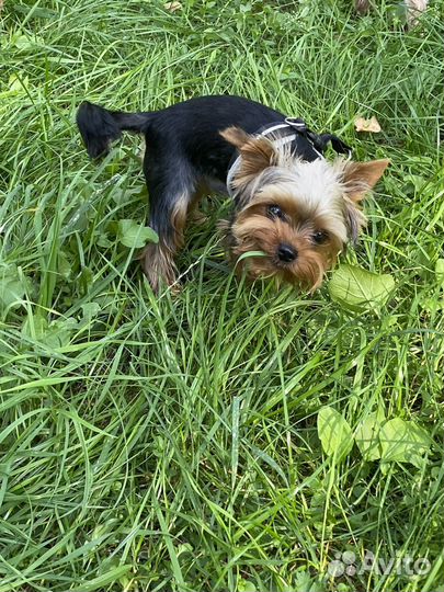 Йоркширский терьер вязка мальчик мини