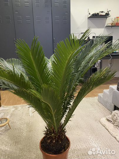 Пальма цикас революта