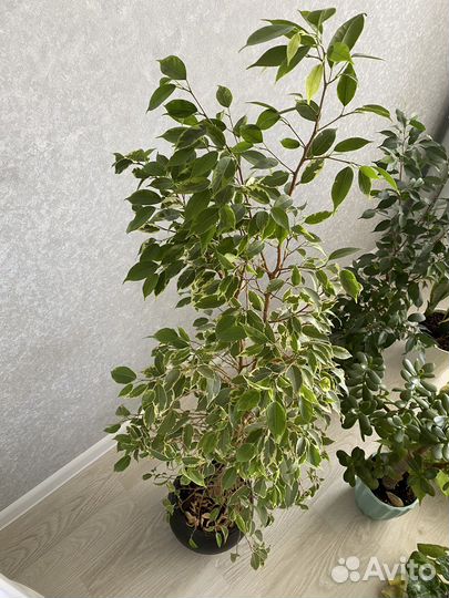 Комнатные растения