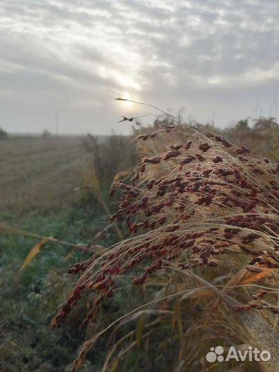 Сорго семена (веники)