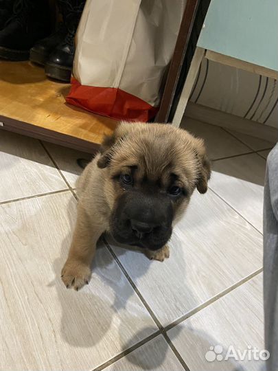 Собака в добрые руки отдам бесплатно