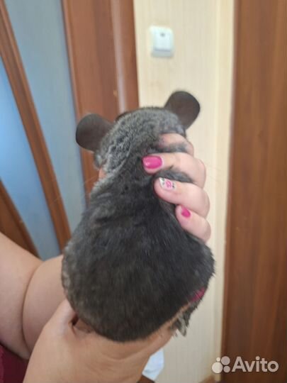 Шиншиллёнок чёрный бархат