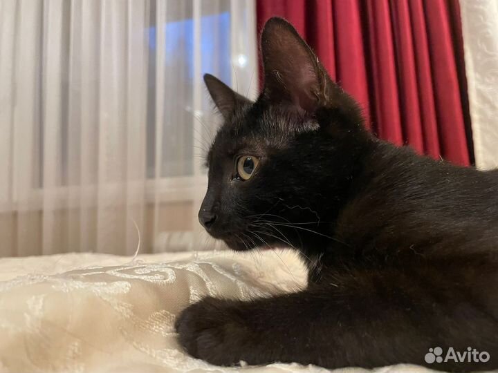 Котенок Петер возраст 4 мес ищет хозяина