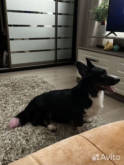 Вязка кобель вельш-корги кардиган