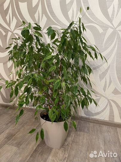 Фикус Бенджамина