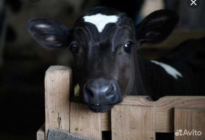 Свиньи, козы, овцы, коровы