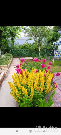 Вербенник того