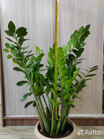 Замиокулькас