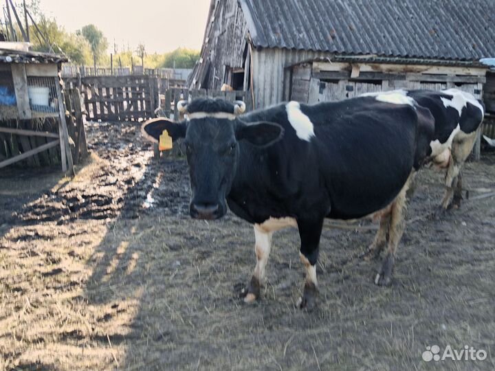 Корова дойная, овцы, бараны, ягнята