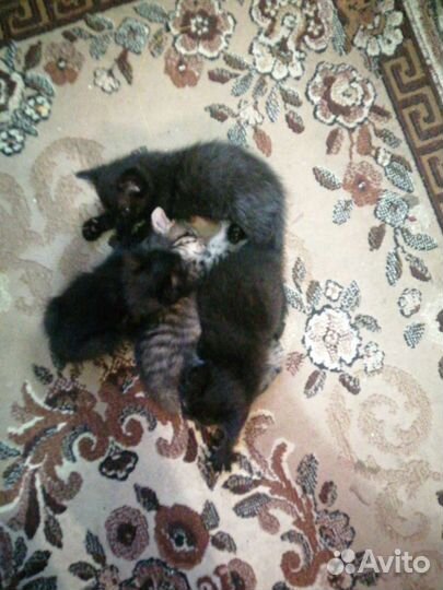 Кошки в добрые руки бесплатно