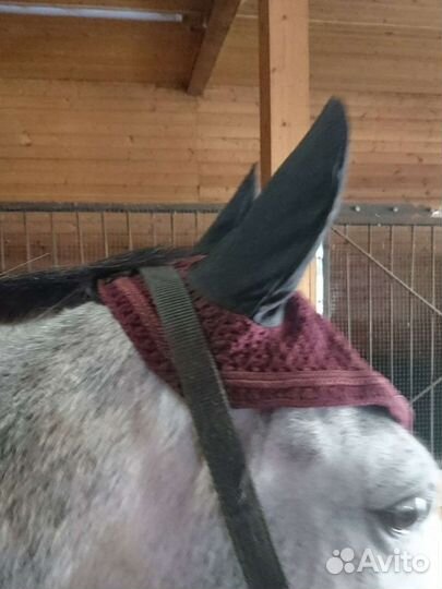 Ушки новые со стразами