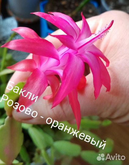 Декабристы сортовые