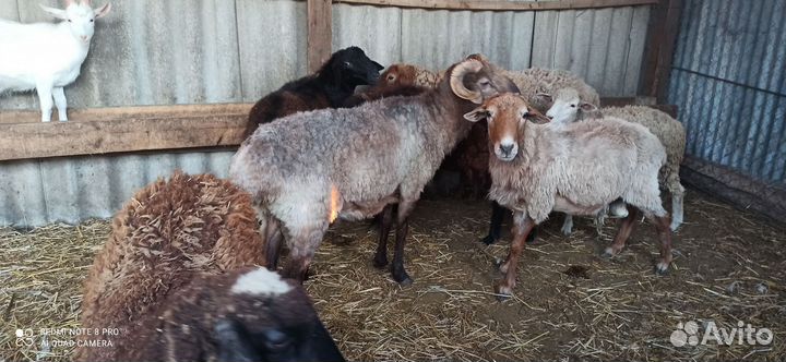 Баран на племя