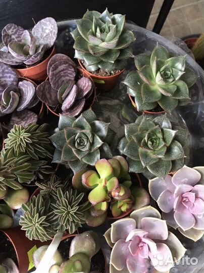 Редкие суккуленты