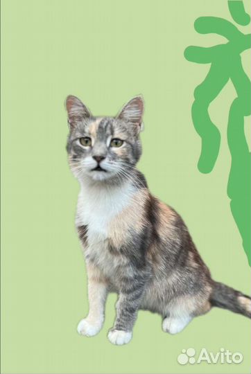 Трехцветная кошечка