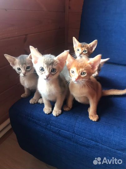 Абиссинские котята