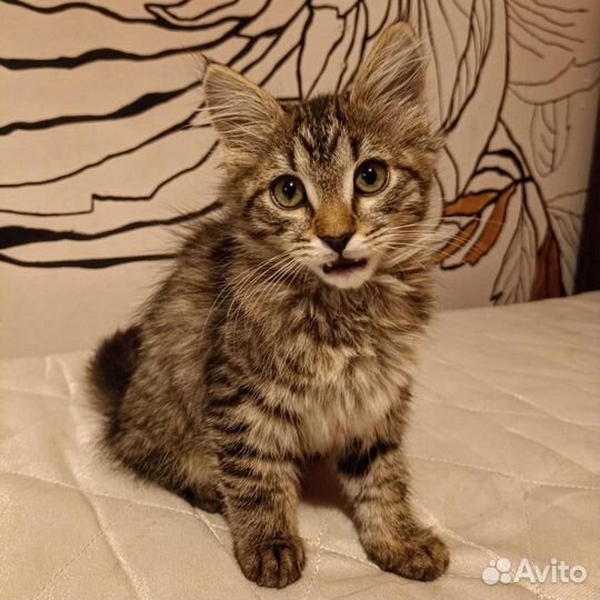 Котёнок метис мейн-куна