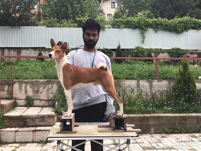 Африканская нелающая собака Басенджи щенки объявление продам