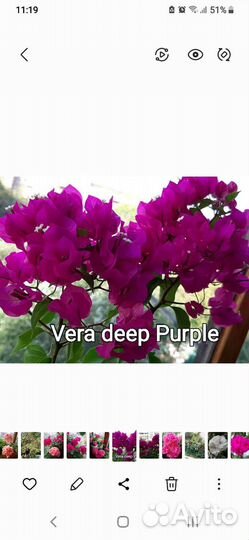 Бугенвиллия