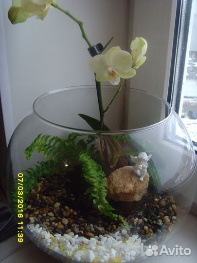 Эко-подарки, флорариумы в Туле