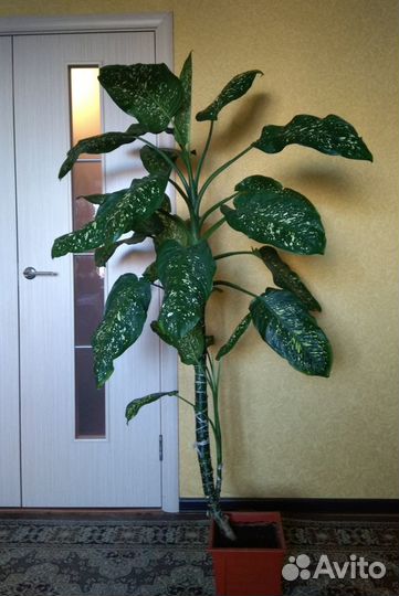 Комнатные растения(диффенбахия, фиалка.п